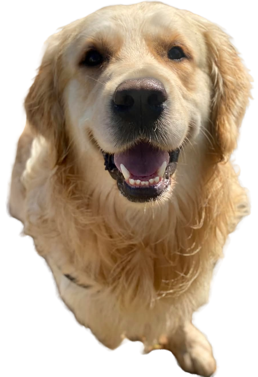 Taiko, Golden Retriever pensionnaire chez Éduc au Poilpret – Un chien joyeux et affectueux