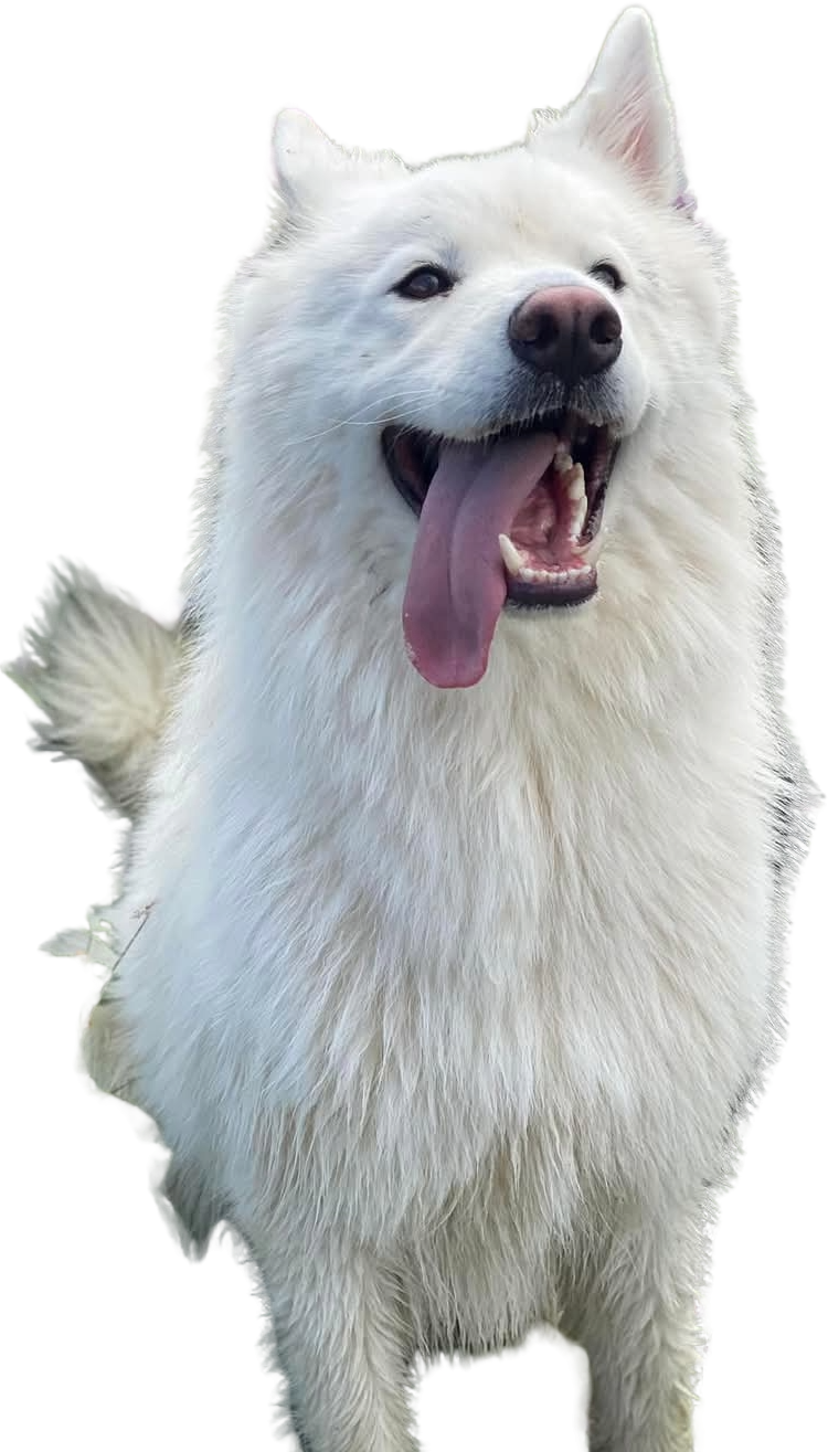 Tolkien, Berger Blanc Suisse pensionnaire chez Éduc au Poilpret – Un chien élégant et plein d’énergie