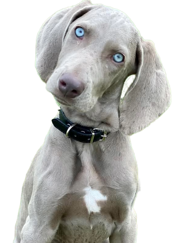 Mira, Braque de Weimar en pension canine dans le Bas-Rhin