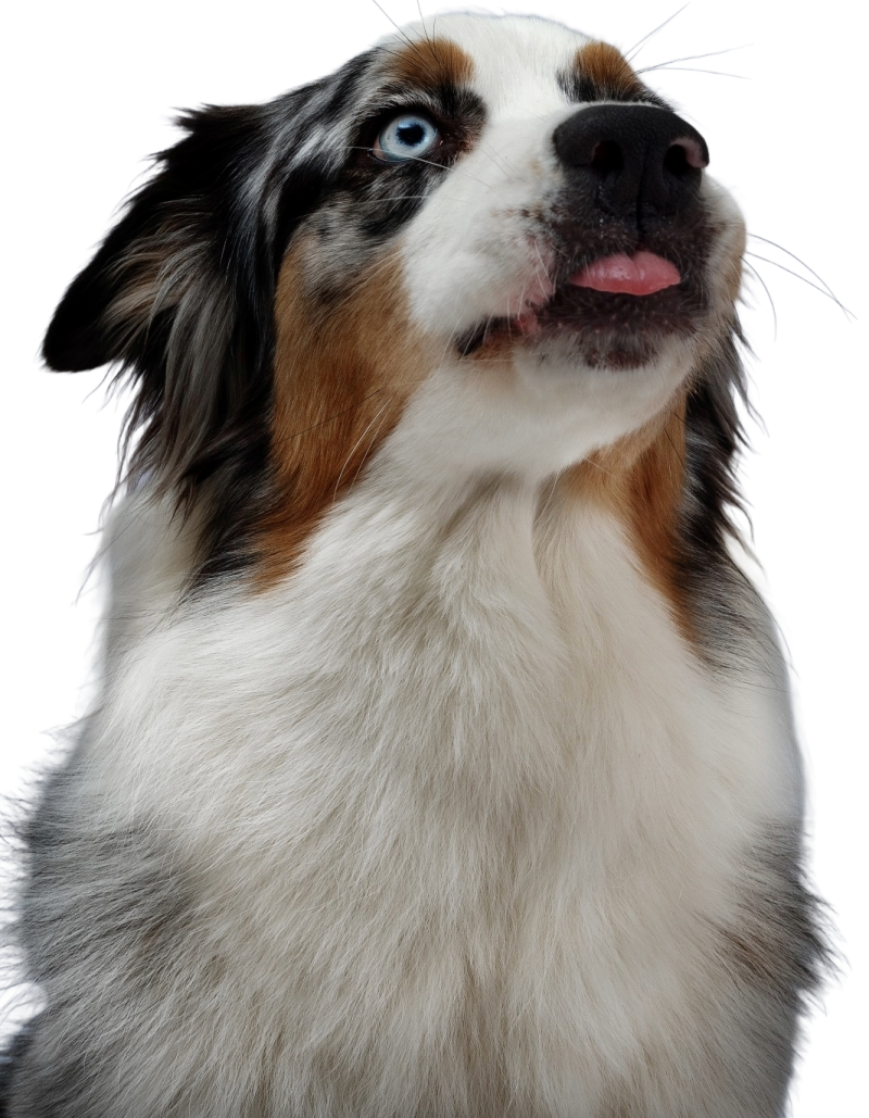 Portrait de Sky, le Berger Australien de Éduc au Poilpret – Un chien expressif et emblématique