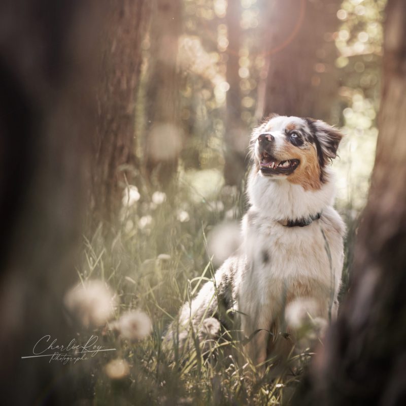 Sky, le Berger Australien de Éduc au Poilpret en pleine nature – Éducation canine positive et complicité