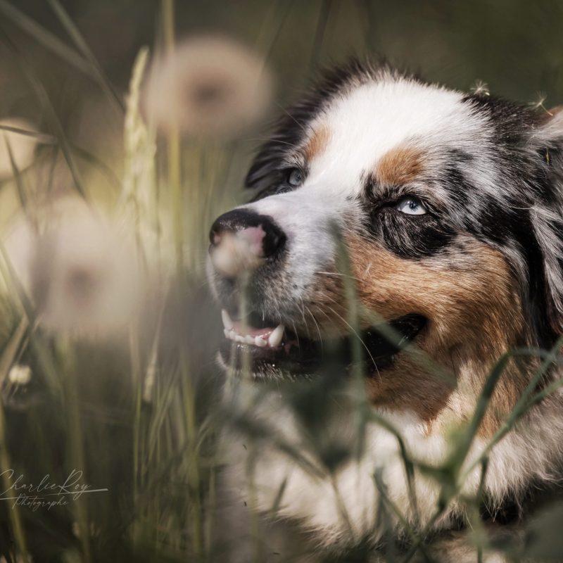Sky, le Berger Australien de Éduc au Poilpret, en pleine nature – Complicité et éducation canine bienveillante