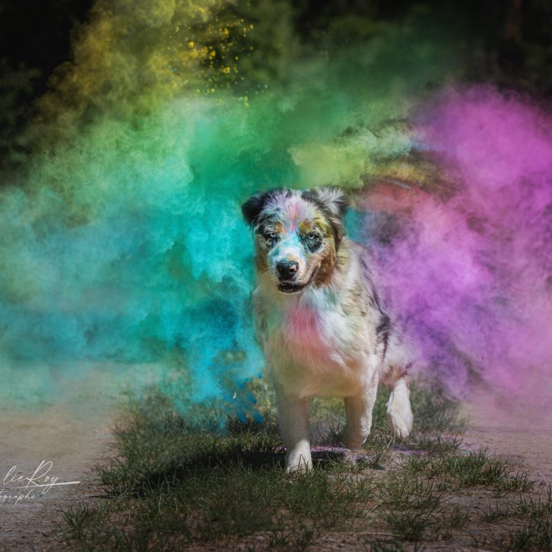 Sky, le Berger Australien de Éduc au Poilpret, courant à travers un nuage de couleurs Holi – Dynamisme et énergie