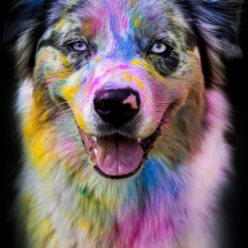 Sky, le Berger Australien de Éduc au Poilpret, recouvert de couleurs Holi – Un portrait unique et artistique
