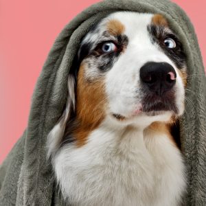 Sky, le Berger Australien de Éduc au Poilpret, sous une couverture – Un regard expressif et attendrissant
